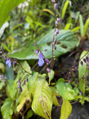 Rhynchoglossum