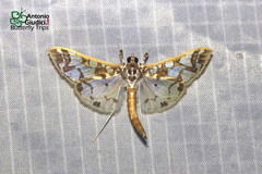 Polythlipta divaricata