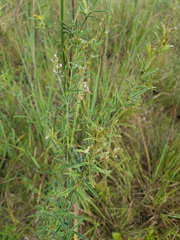 Lespedeza leptostachya