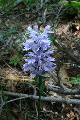 Dactylorhiza urvilleana