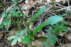 Dactylorhiza urvilleana
