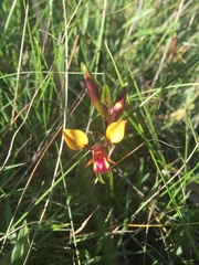 Diuris orientis