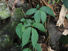 Elatostema cyrtandrifolium