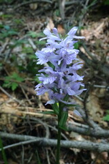 Dactylorhiza urvilleana