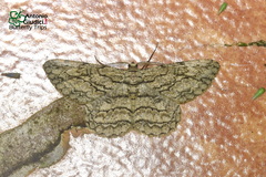 Hypomecis transcissa