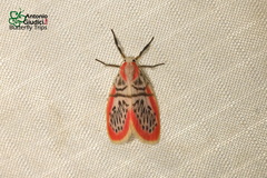 Miltochrista perihaemia
