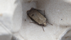 Agrotis trux