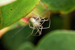 Tetragnatha rubriventris