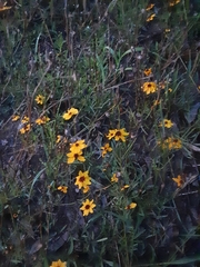 Coreopsis