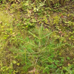 Abies alba