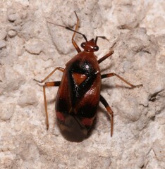 Deraeocoris ruber