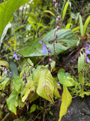 Rhynchoglossum