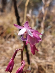 Eulophia hians hians