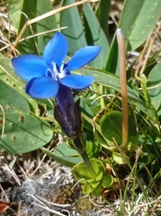 Gentiana bavarica bavarica