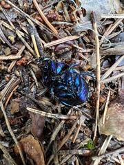 Anoplotrupes stercorosus