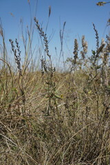 Veronica austriaca dentata