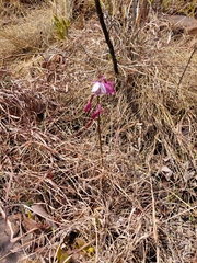 Eulophia hians hians