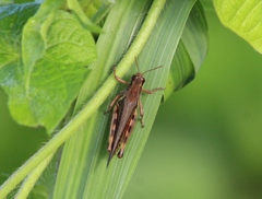Melanoplus