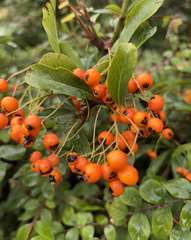 Pyracantha
