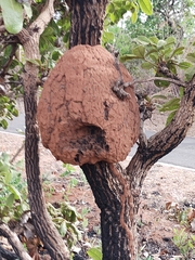 Constrictotermes cyphergaster