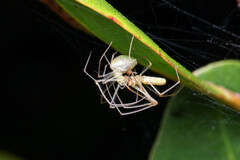 Tetragnatha rubriventris