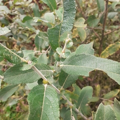 Salix cinerea