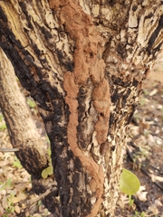 Constrictotermes cyphergaster