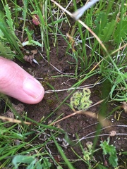 Drosera glanduligera