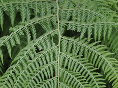 Microlepia speluncae