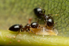 Crematogaster cornigera