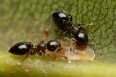 Crematogaster cornigera