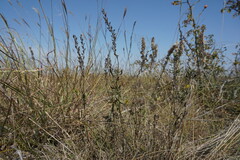 Veronica austriaca dentata