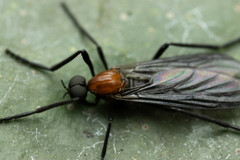Plecia