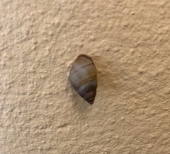 Bulimulus guadalupensis