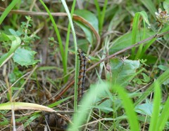 Junonia coenia