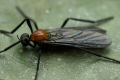 Plecia