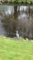 Ardea cinerea cinerea
