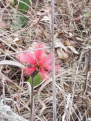 Calliandra dysantha