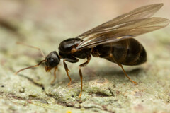 Nylanderia