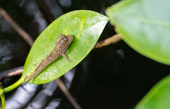 Periophthalmus argentilineatus