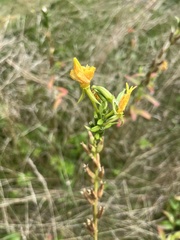 Oenothera biennis