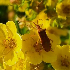 Gonocerus acuteangulatus