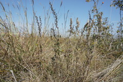 Veronica austriaca dentata