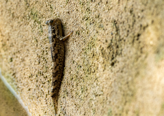 Periophthalmus argentilineatus