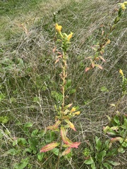 Oenothera biennis