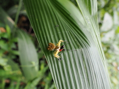 Phrynarachne ceylonica