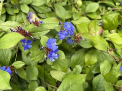 Ceratostigma plumbaginoides