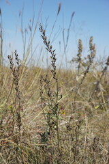 Veronica austriaca dentata