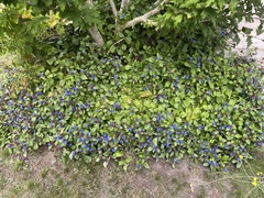 Ceratostigma plumbaginoides