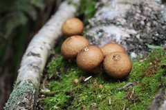 Apioperdon pyriforme